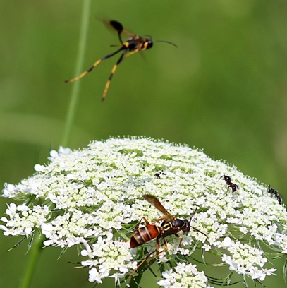 Black and Yellow Mud Dauber
attacks Northern Paper Wasp
Sceliphron caementarium